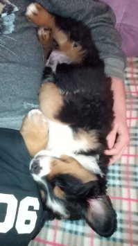 А мы вот так спим!