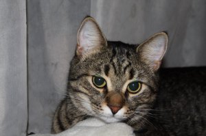 Два года назад по дороге домой чуть не наступила,такой был масенький и хрупкий.