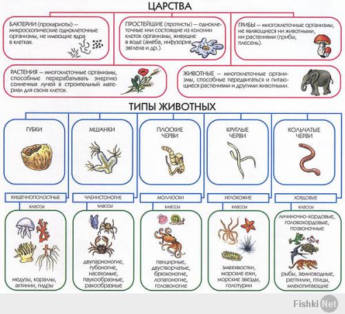 Животные, которые убивают людей