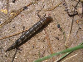 Вот личинка стрекозы - очень похоже, правда ног автор не заснял...