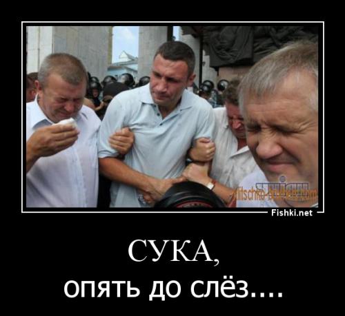 Как кошки используют свои усы