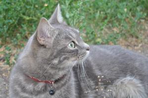 Тоже так считаю. Мой кот вообще от меня не отходит. Гостей бежит встречать вперед меня.:)