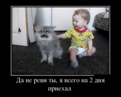 Пара забыла предупредить кошку о пополнении в их семье