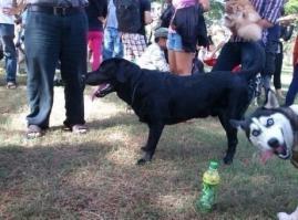 СОБАКИ ТОЖЕ ДРУГ ДРУГА ТРОЛЛЯТ