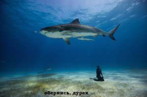 ТАК И ХОЧЕТСЯ СКАЗАТЬ