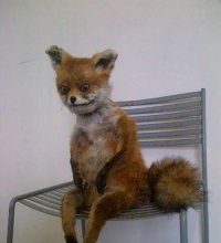 С этой лисой явно что то не так