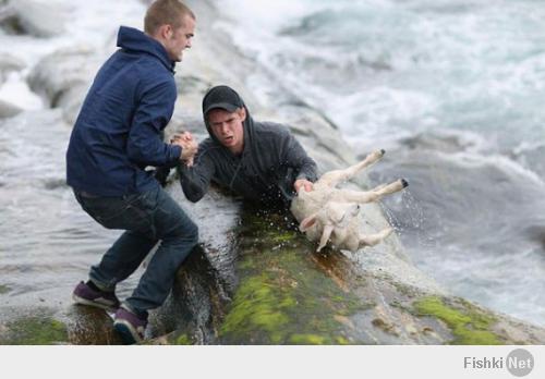 Норвежские парни спасают ягненка, смытого в море.