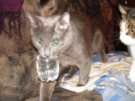 Коты-прохиндеи