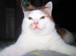 Кто тут самый ленивый?