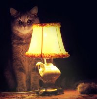 Убийство "коня"