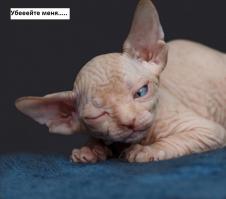 Похож на лабораторный эксперимент!