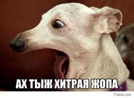 В Новой Зеландии кот десять лет жил на две семьи