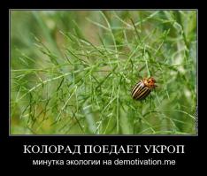 Сводки от ополчения Новороссии