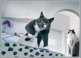 Обязанности кота по дому 