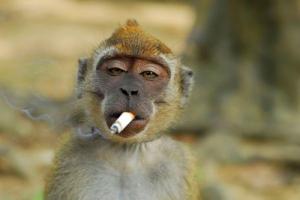 Животные, которые ведут себя как люди 