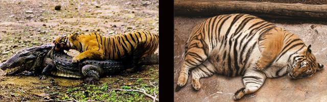 Тоже наверно проглотил крокодила.Их все глотают.