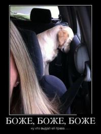 Как перевозить животных в автомобиле