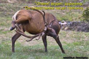  Девочка и ее олененок
