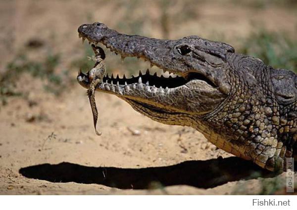 Нильский крокодил аккуратно несёт только что вылупившегося детёныша