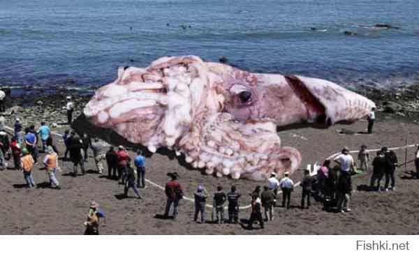 гигантский кальмар найден на побережье сша