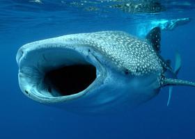 даже зубов нет