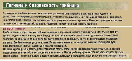 Самые интересные и необычные места для сбора грибов 