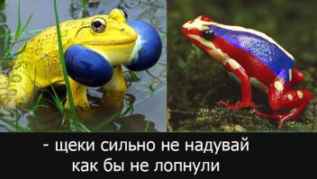 20 животных самых неожиданных цветов