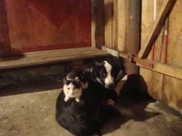 Довольно странная cемья 