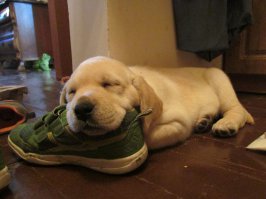 Автор. Спасибо. У меня такой же щенок. Пока смотрел ролик  - переживал очень. Старею, наверное.