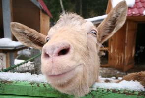 А поцеловать?