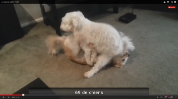 парнушку посмотрели с хозяином))