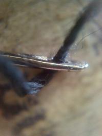 23 обычных предмета под микроскопом