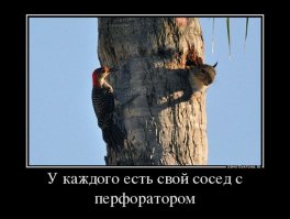 Неожиданно из-за дерева показалась чья-то морда