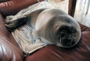 "...а мужчины могут валяться тюленями на диване?"