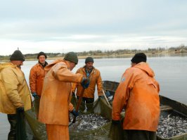 Ладожская корюшка