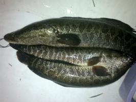 Змееголов с каких херов морская рыба???
Автор - трепло!