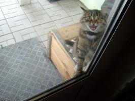 Помощники ругаются