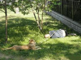 Героические псы