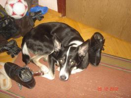 Нос сам со временем стал чёрным!!! могу ещё фото кинуть на подтверждение!!!вот!!