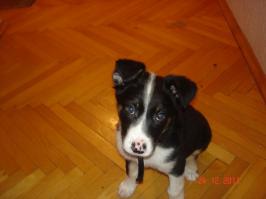 Собаки, с которыми хочется подружиться