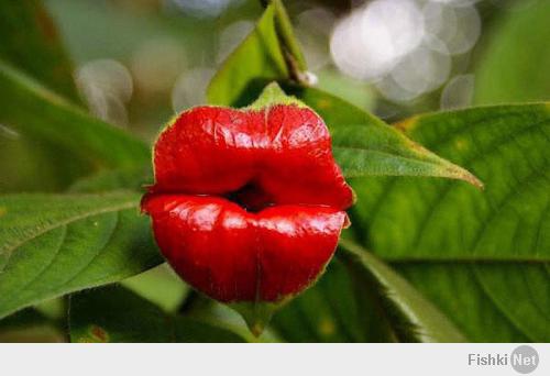 Самый соблазнительный цветок - Психотрия возвышенная (лат. psychotria elata)