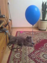 Фотографии наших животных