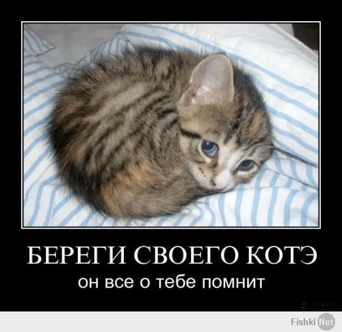 Кото-пост