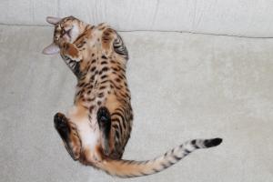 10 животных, которые могут спать где угодно и как угодно