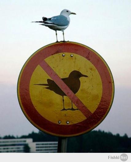Это явный фотошоп, т.к. силуэт реальной птицы и изображение птицы на знаке совпадают абсолютно, единственно, изображение на знаке чуть крупнее.

А сама идея прикольная.