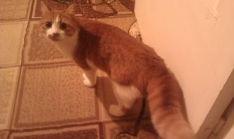 4 года назад был подобран с улицы, за это время стал до ужаса наглым)