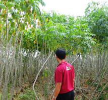 Самое большое удивление вызвали не фрукты, а Тайская картошка