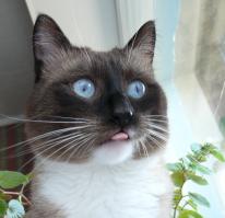 Смешные коты с языками наружу