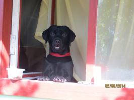 Наш любимчик.