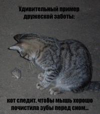 Взаимопомощь животных